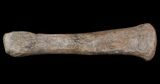 Duck-Billed Dinosaur (Edmontosaurus) Carpal Bone #49537-2
